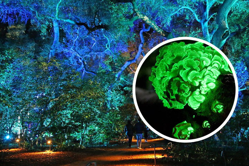 Kayu Glow In The Dark dari Swiss: Penemuan Ramah Lingkungan yang Bikin Kagum