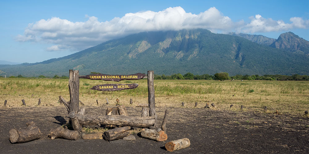 Mengungkap Keajaiban 'Afrika Van Java': Petualangan Seru di Taman Nasional Baluran, Surga Alam di Jawa Timur