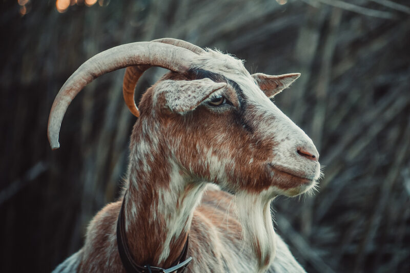 Red Flag Zodiak: Capricorn, Si Ambis Tanpa Batas!