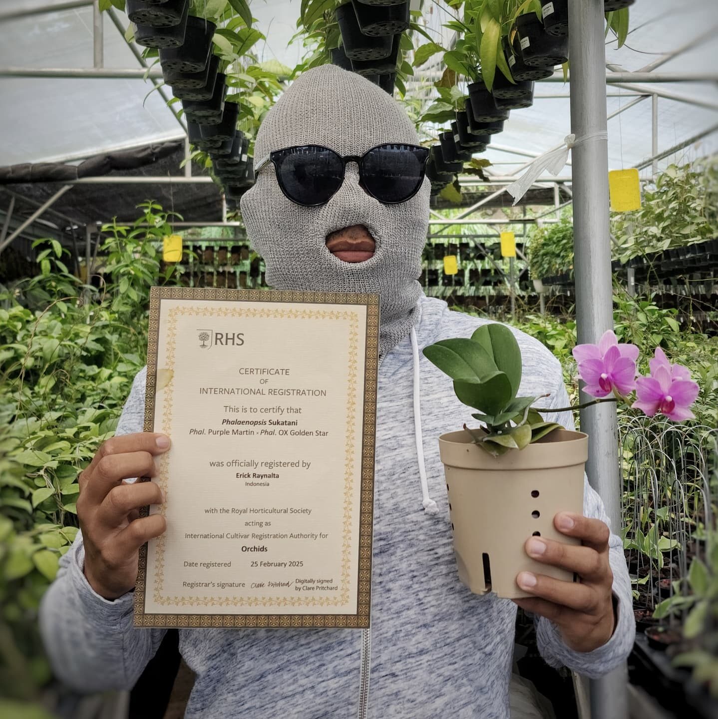 Phalaenopsis Sukatani, Anggrek Hibrida Karya Anak Bangsa yang Mendunia