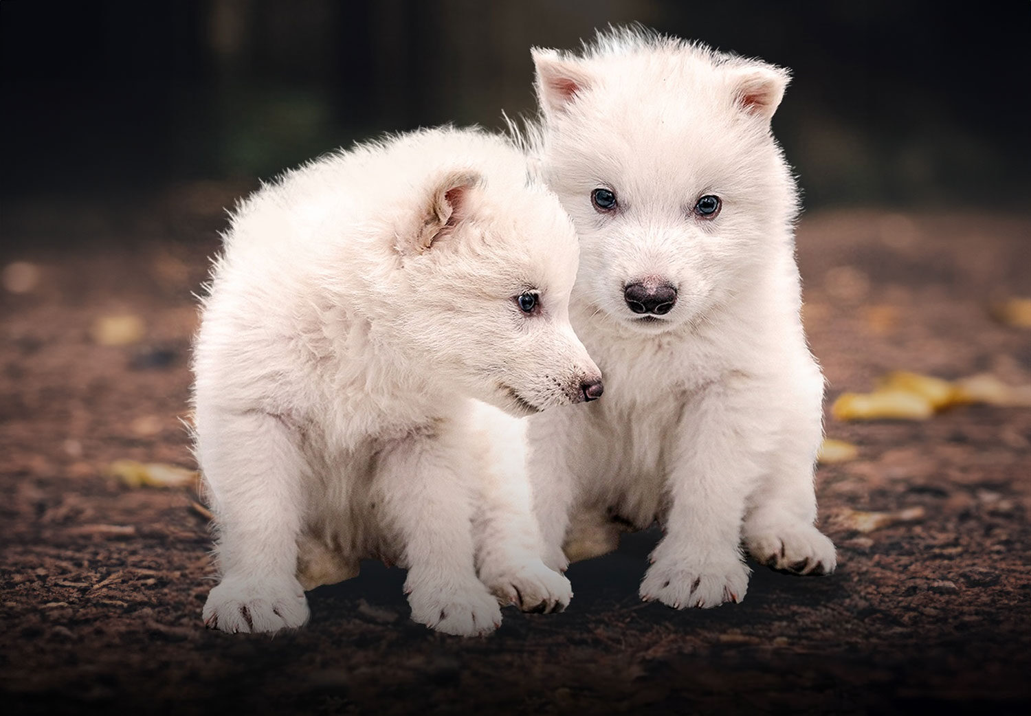 Dire Wolf Bangkit dari Kepunahan, Sains atau Fantasi?