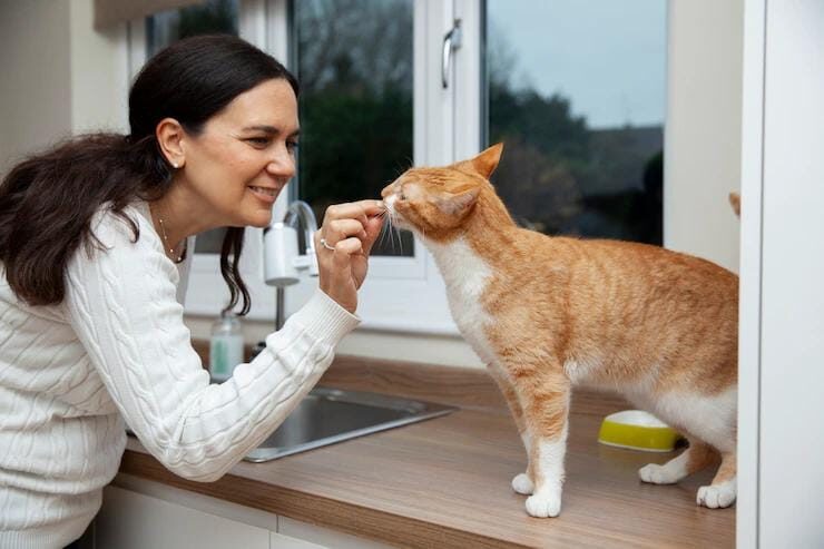 Kenapa Kucing Nggak Boleh Makan Roti? Ini Penjelasan Lengkapnya!
