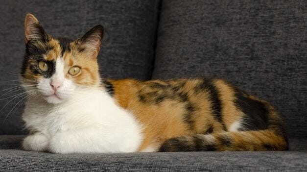 Langka dan Unik, Inilah Alasan Kucing Calico Punya Warna Bulu Belang Tiga!