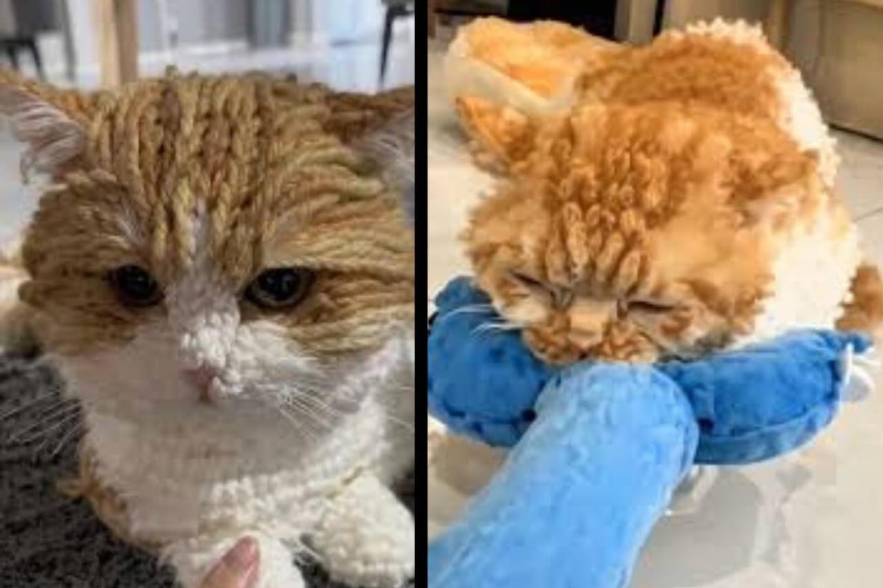 CozyPelt, Jenis Kucing Baru Mirip Sweter Rajutan yang Bikin Gemas Pecinta Kucing Dunia