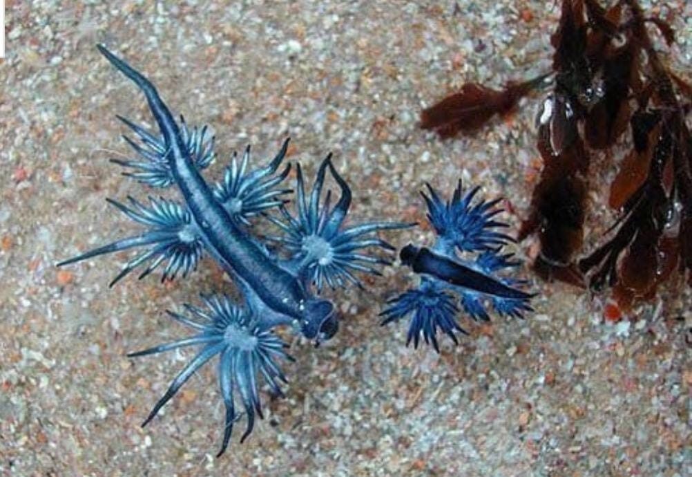 Muncul di Phuket, Siput Laut Naga Biru Indah Tapi Mematikan!