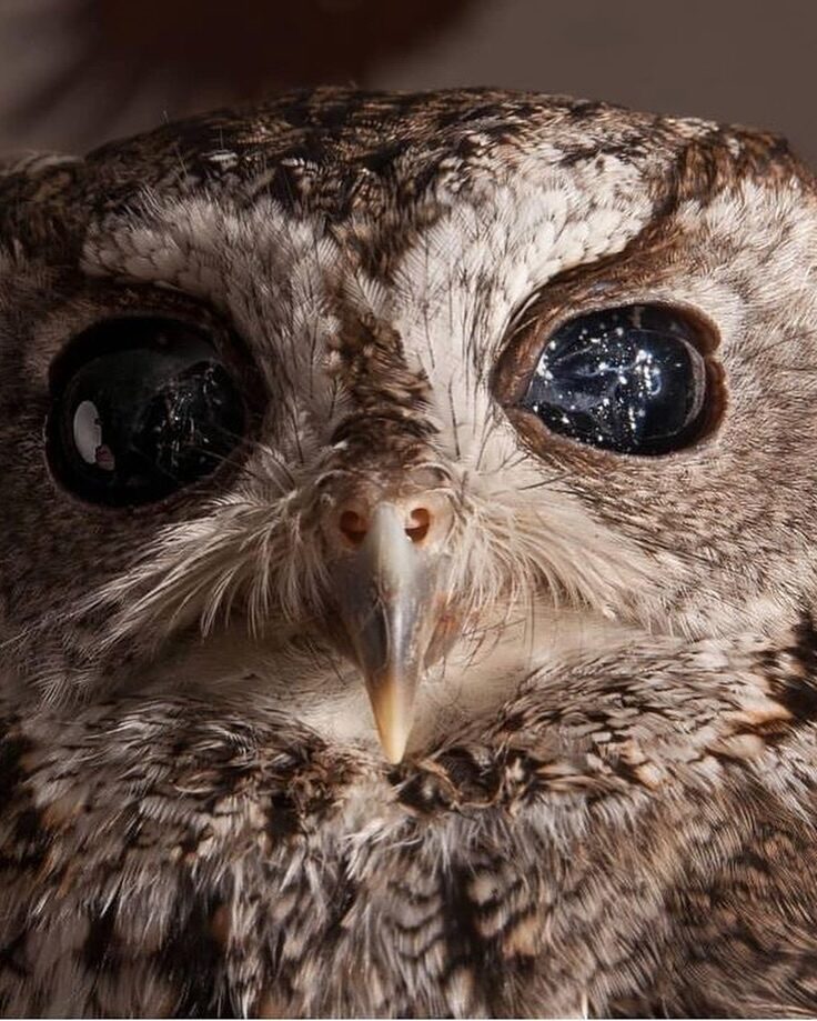 Zeus, Burung Hantu Buta yang Matanya Seperti Galaksi dan Mampu Memikat Dunia