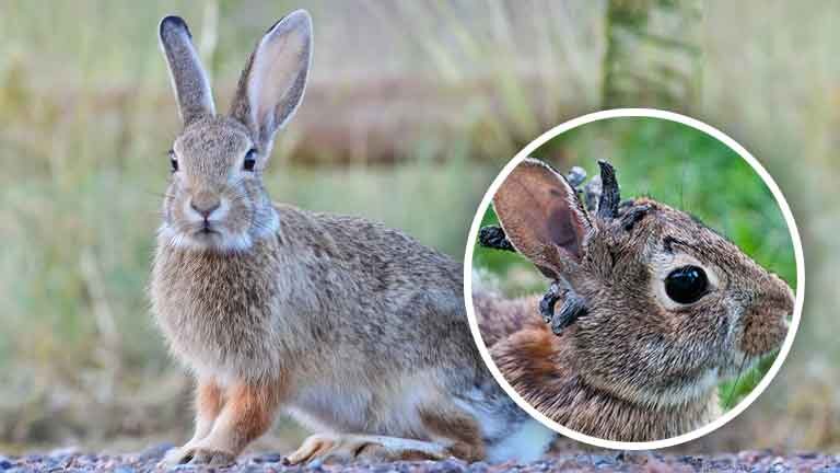 "Frankenstein Rabbits" Muncul di Colorado, Apa yang Sebenarnya Terjadi?
