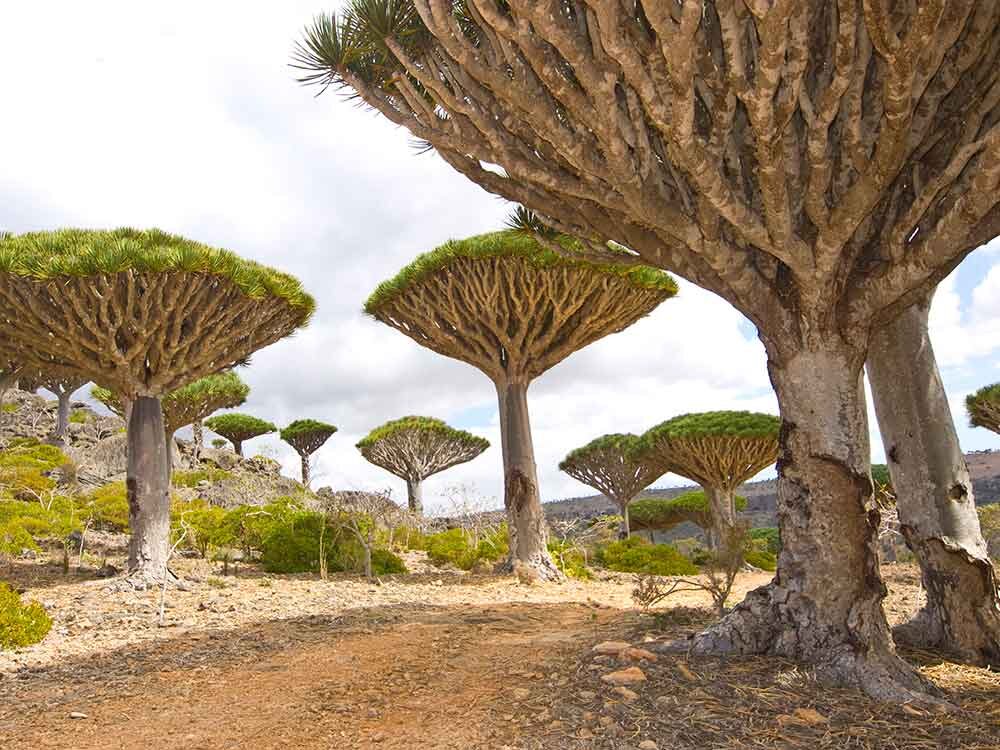 Dragon Blood Tree hingga Bahasa Tanpa Tulisan, Misteri Socotra yang Bikin Takjub
