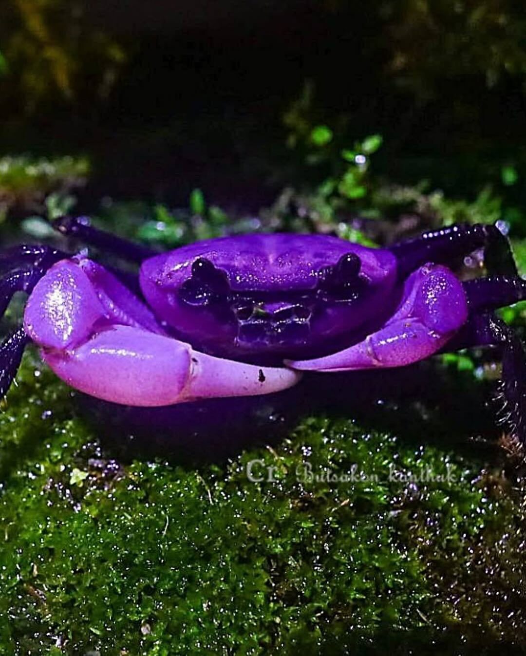 Kepiting Ungu Langka Muncul Lagi di Taman Nasional Kaeng Krachan Thailand, Pertanda Ekosistem Sehat
