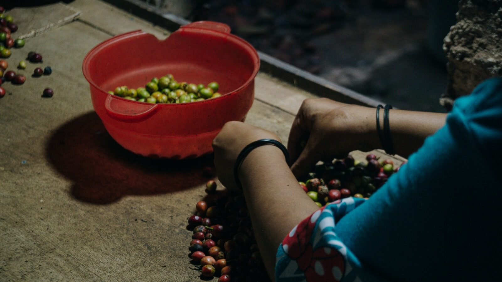 Maya, Remaja Difabel dari Temanggung yang Menemukan Harapan Lewat Kopi Robusta