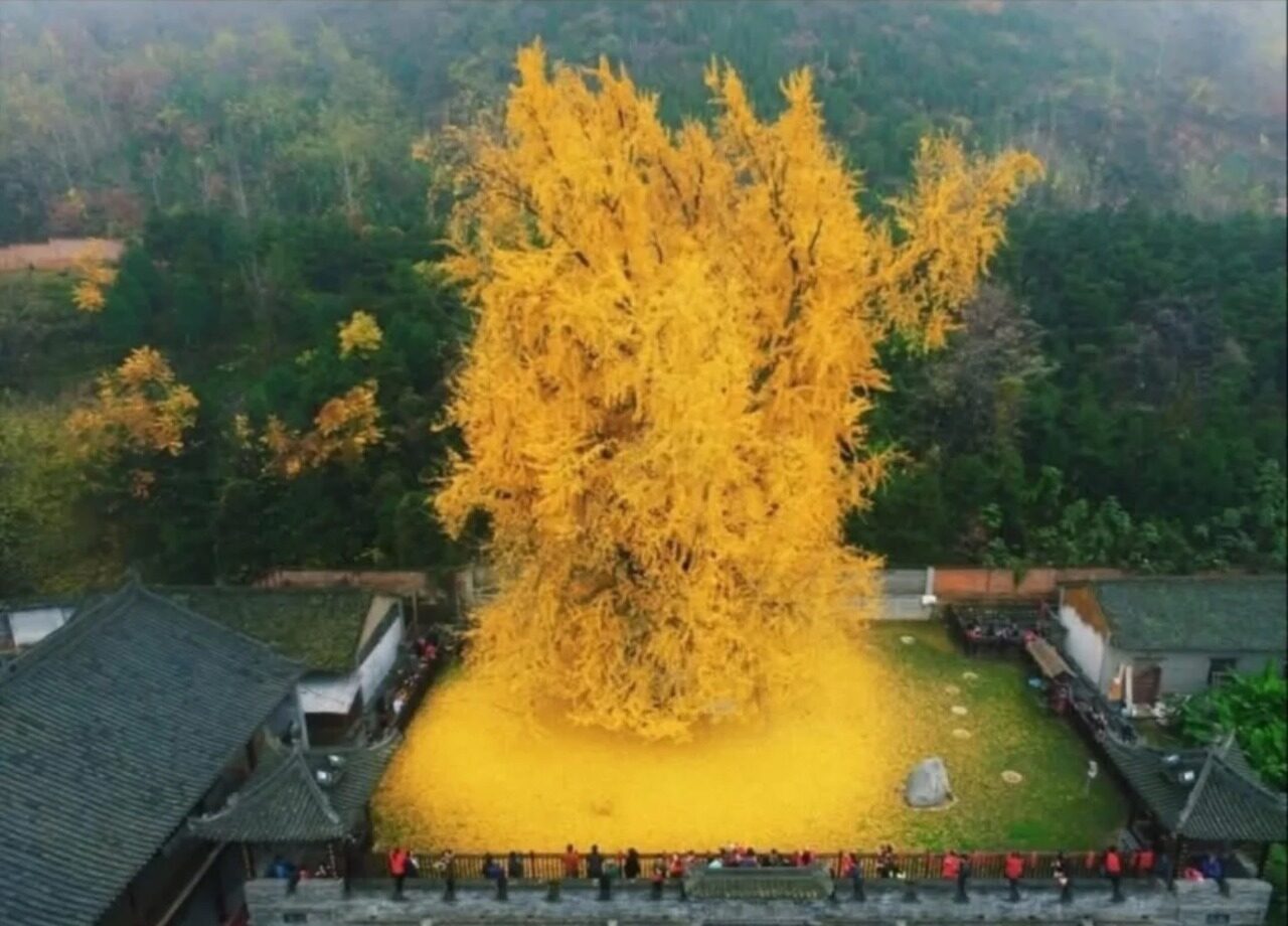 Keindahan Pohon Ginkgo di Kuil Gu Guanyin, Fosil Hidup Berusia 1.400 Tahun