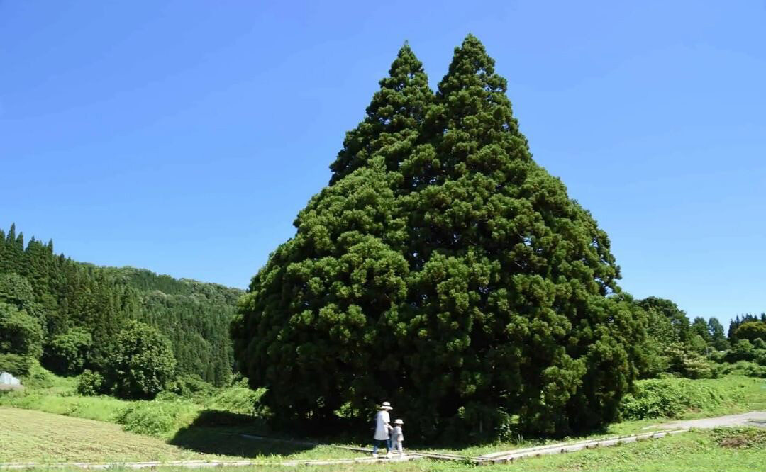 Totoro Tree di Jepang, Harta Alam 1000 Tahun yang Jadi Spot Favorit Wisatawan