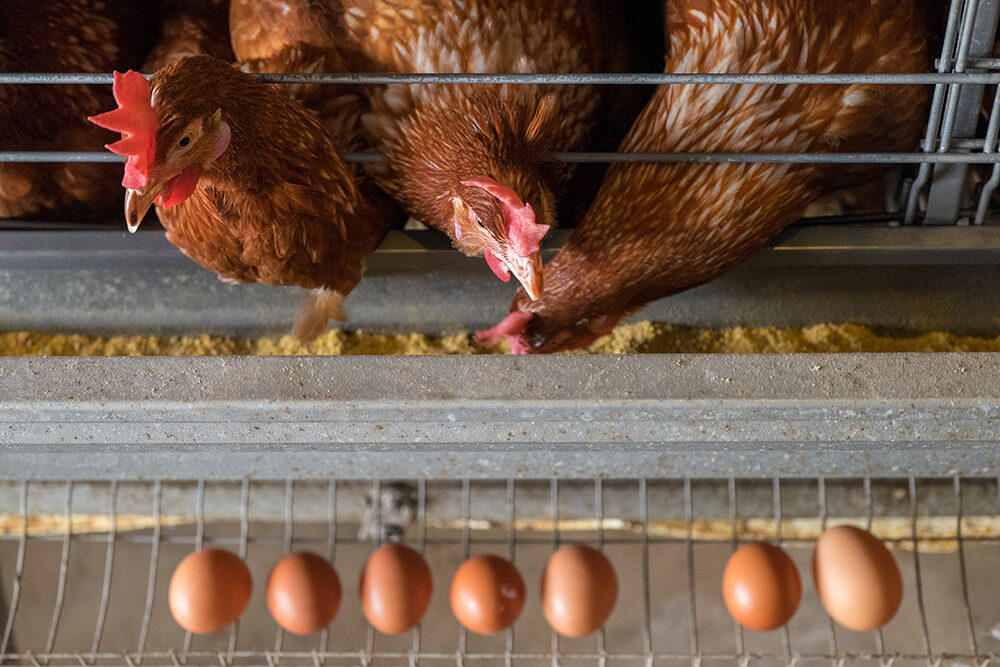 Ayam atau Telur Duluan? Sains Ungkap Jawaban Mengejutkan