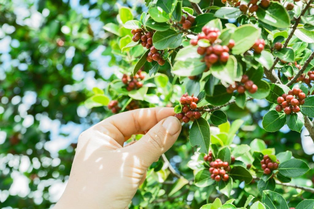 Ilustrasi memetik buah kopi. (Foto: Mali Maeder/Pexels)
