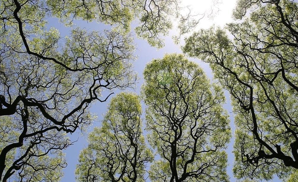 Fenomena Langit Retak di Hutan : Crown Shyness Mengajarkan Kita Arti Ruang dan Keharmonisan Alam