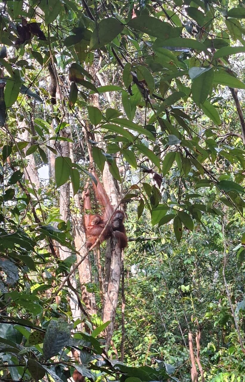 Taman Nasional Tanjung Puting: Surga Orang Utan di Kalimantan
