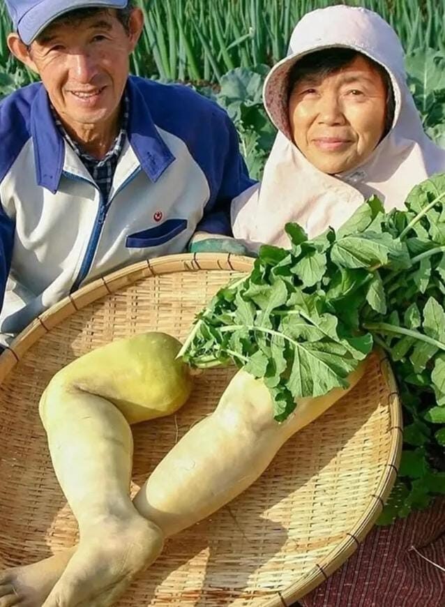 Kreativitas di Ladang, Sepasang Petani Jepang Ciptakan Lobak Berbentuk Kaki "Daikon Legs"