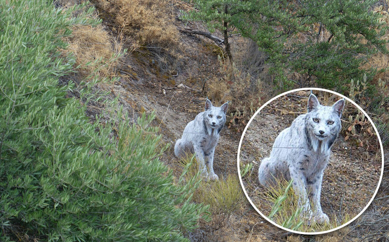 Lynx Putih Pertama di Dunia: "Hantu Putih dari Hutan Mediterania" yang Menggetarkan Dunia