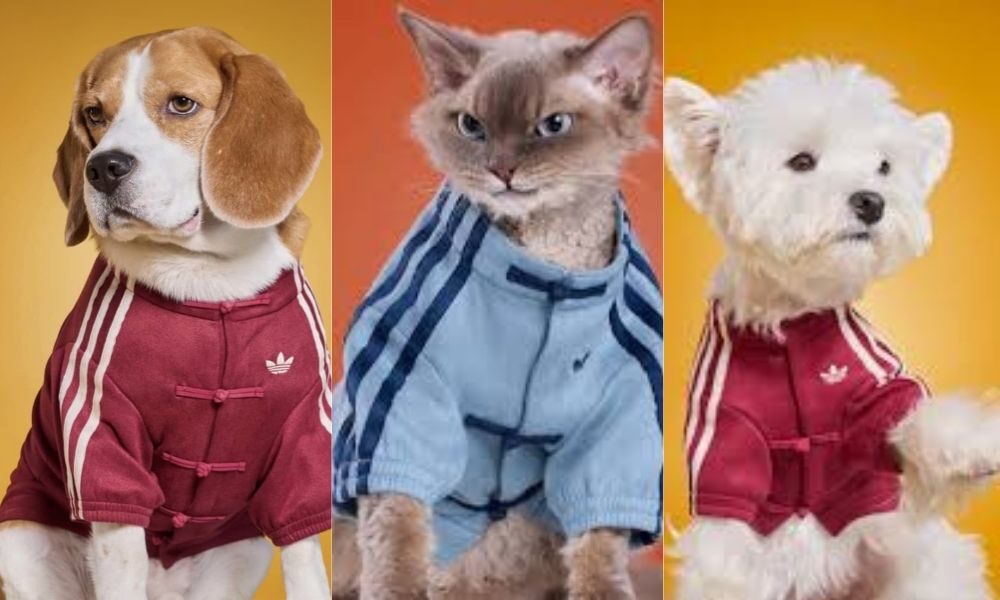 adidas China Rilis Chinese Style Track Top Versi Anjing dan Kucing, Streetwear Kini Punya Empat Kaki