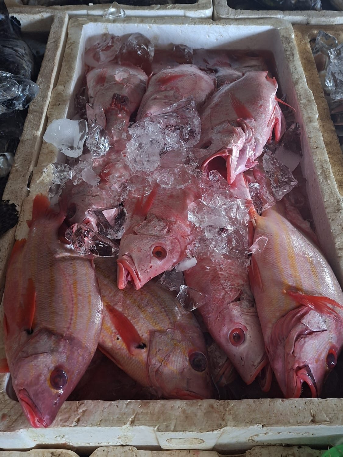 Inilah 5 Cara Memilih Ikan Segar dipasar untuk Pemula  