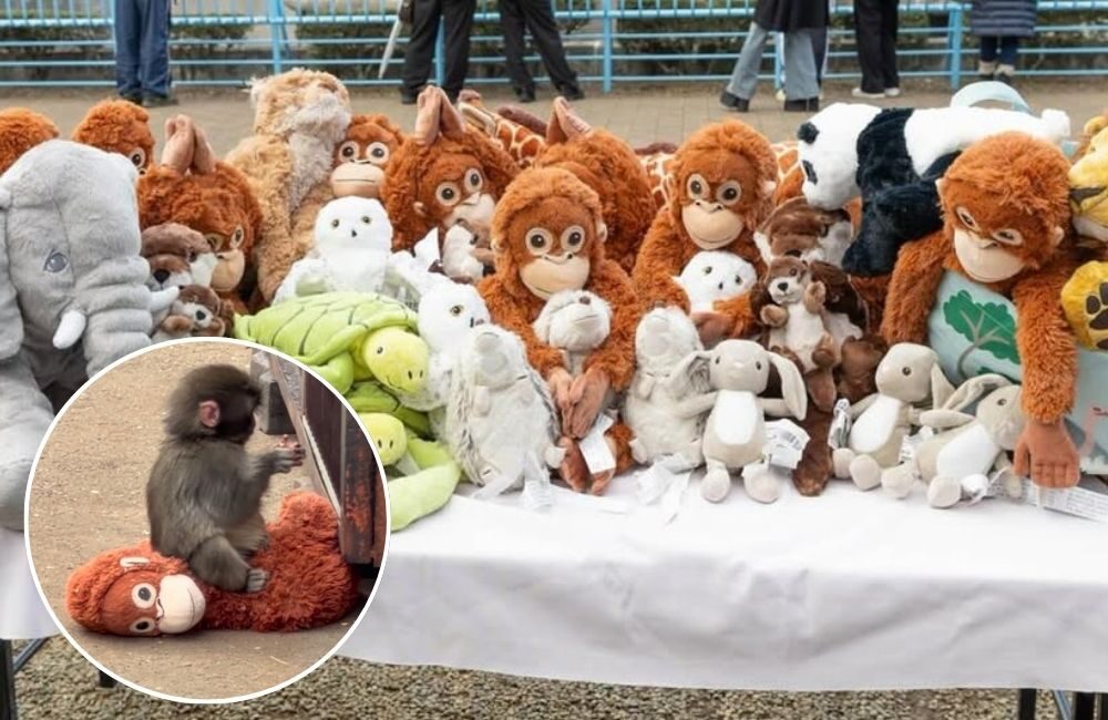 Viral Bayi Monyet Punch Peluk Boneka IKEA, Presiden IKEA Jepang Datang Langsung ke Kebun Binatang Ichikawa