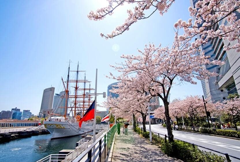 Yokohama Sambut Musim Semi Lewat Minato Mirai 21 Sakura Festa 2026 Selama 9 Hari