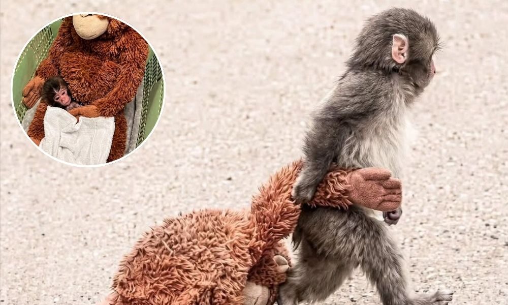 Punch, Bayi Monyet yang Ditinggalkan Induknya dan Menemukan Pelukan dari Boneka Orangutan