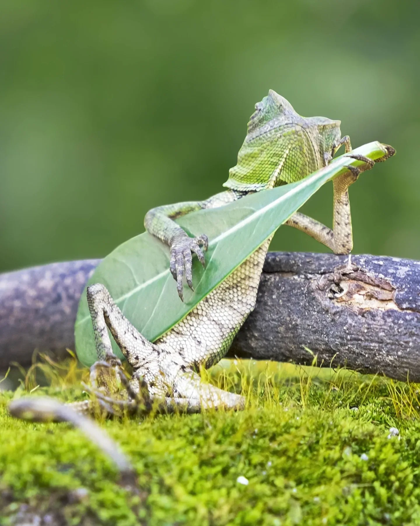 Foto Forest Dragon Viral, Pose Pegang Daun Ini Bikin Netizen Sebut “Kadal Gitaris”