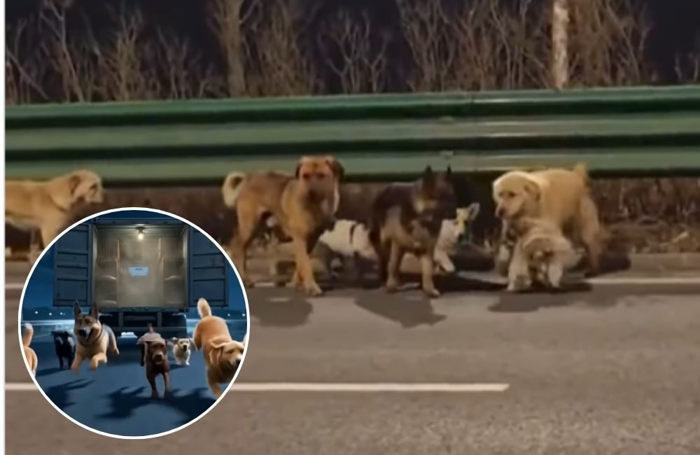 Kisah Viral 7 Anjing Pulang 17 Km Viral, Kini Diangkat Jadi Animasi “Pixar Style” dalam 3 Jam Menggunakan AI!