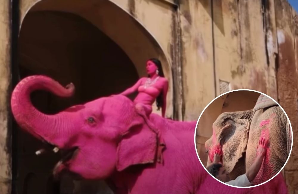 Gajah Pink Viral Berujung Duka, Kisah Chanchal dari Jaipur Bikin Dunia Bertanya Soal Etika