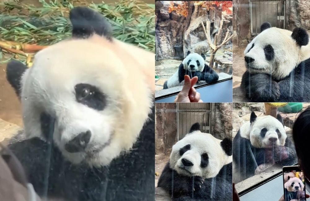 Meng Meng, Panda “Pengamat Manusia” dari Beijing Zoo yang Bikin Netizen Jatuh Hati