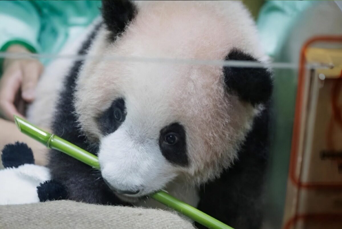 Satrio Wiratama Jadi Bayi Panda Pertama Lahir di Indonesia, Netizen Heboh Sambut “Rio” di Taman Safari Bogor!