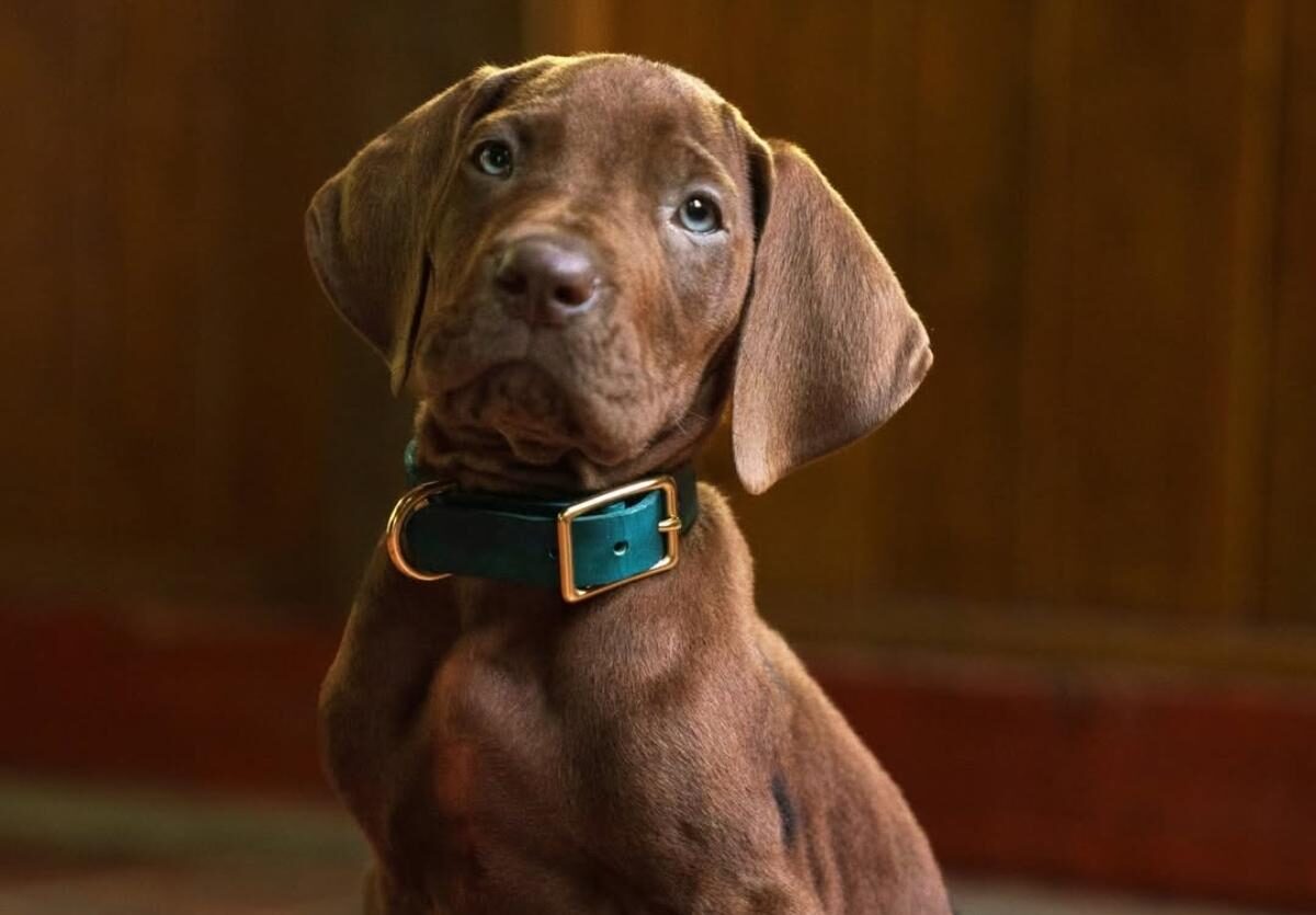 Netflix Ungkap First Look “Scooby-Doo: Origins”, Serial Live-Action Siap Tayang 2027