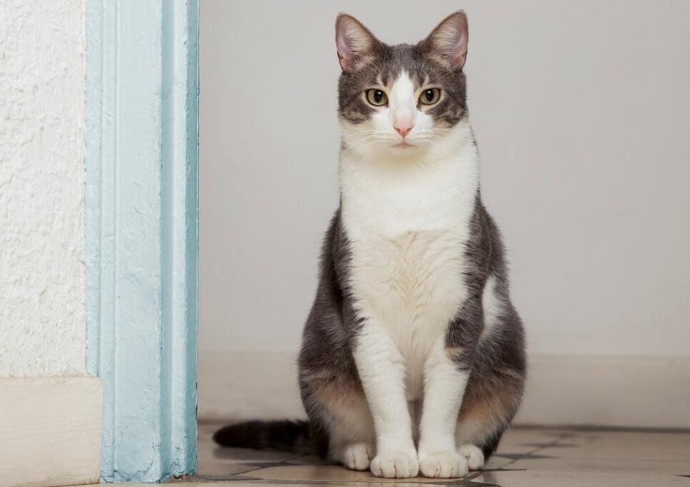 Muhammadiyah Luncurkan KucingMu, Komunitas Pecinta Kucing dengan Kartu  Anggota Khusus untuk Anabul
