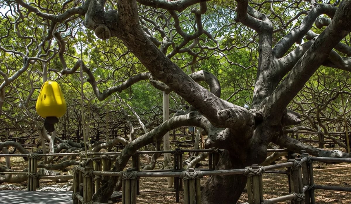Pohon Jambu Mete Terbesar di Dunia di Brasil Tumbuh Seluas Hutan