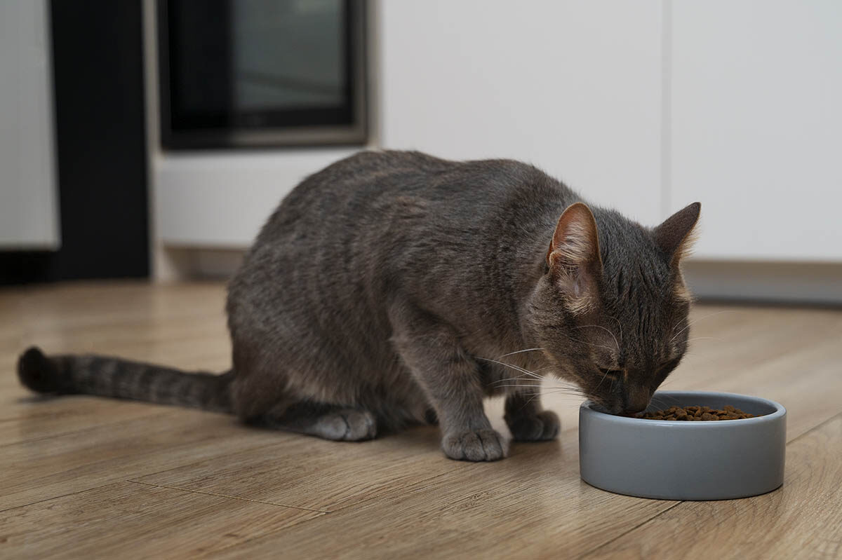 Pecinta Anabul Wajib Tahu! Deli-Joy Hadirkan Dry Food dengan Topping Ikan Asli untuk Kucing Dewasa