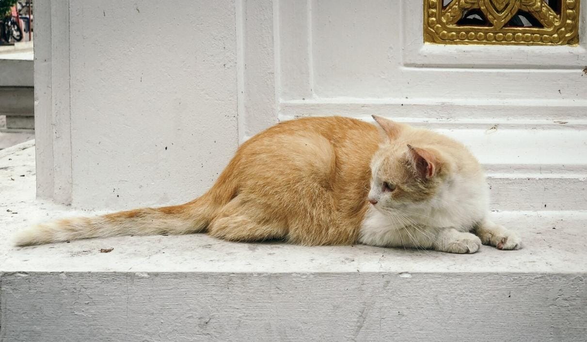 Si Paling Cuek! Studi Ungkap Kucing Ternyata Kenal Namanya Sendiri, Cuma Mager Merespons