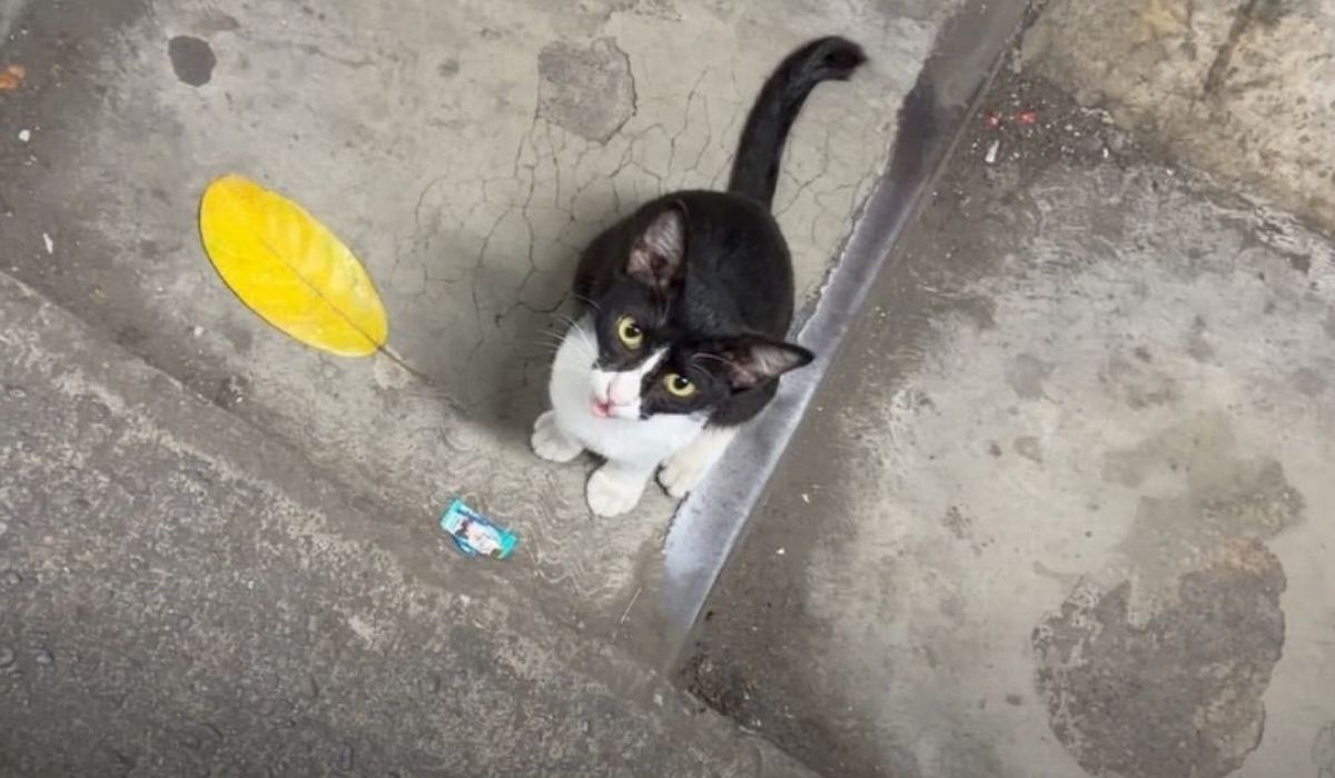 Kucing hitam putih yang di notice Taeyong NCT